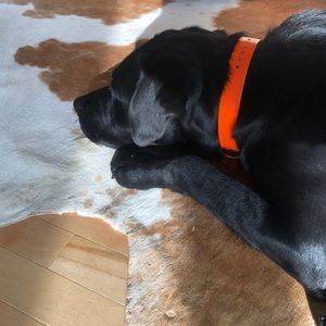 Meet your Posher, Genevieve